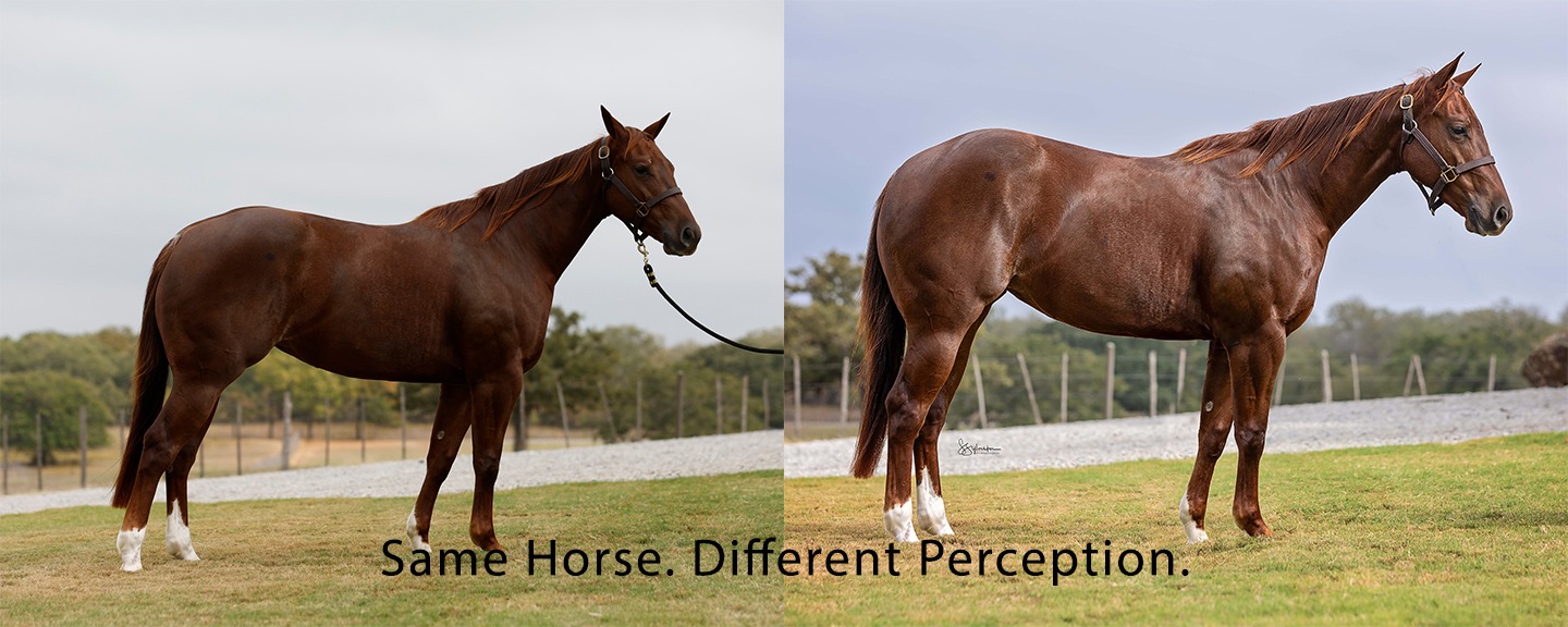 SameHorseDifferentPerception